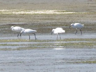 aigrette garzette